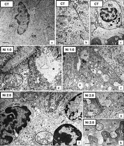 Full Article Toxic Effects Of Nickel On Tolerance And Regeneration In