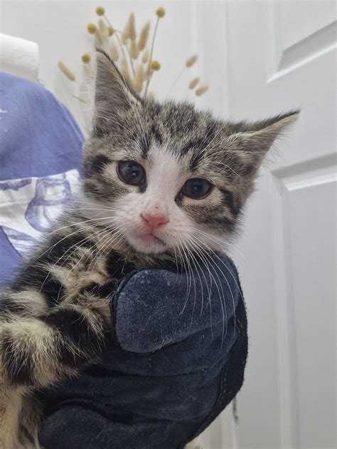 the last kitten caught off new north Rd , just mum left so 5 bubbas in