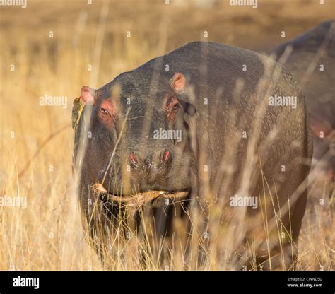 hippo feeding Stock Photo - Alamy