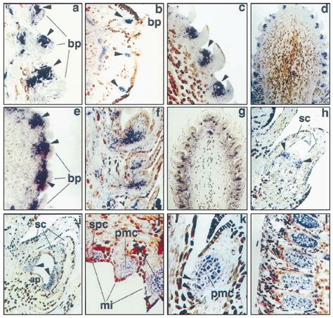 In Situ Localization Of Prmads3 Transcripts In Developing Scbs Pcbs