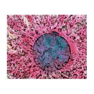 Coloured Lm Of Mature Human Oocyte With Polar Body Photograph By