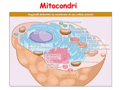 Lezione Mitocondri E Perossisomi