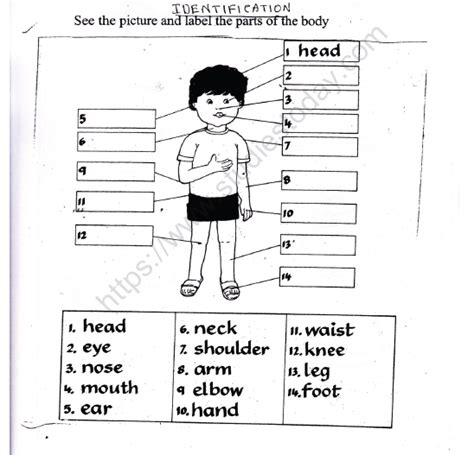 Cbse Class 1 Evs Parts Of The Body Worksheet