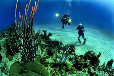 Why You Should Go Deep Sea Diving This Summer