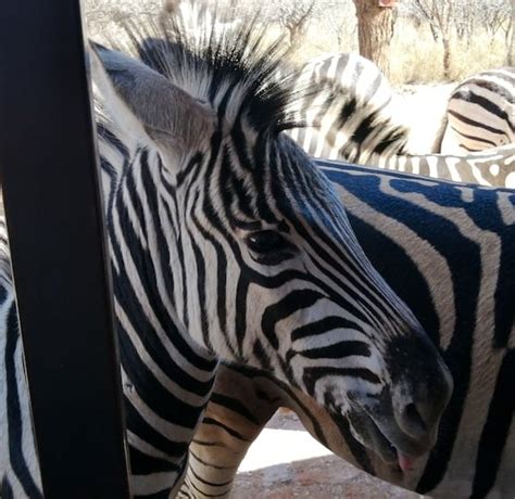 Bosgeluk House Bosgeluk Marloth Park