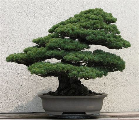 Evergreen Bonsai Trees | Bonsai Tree Gardener