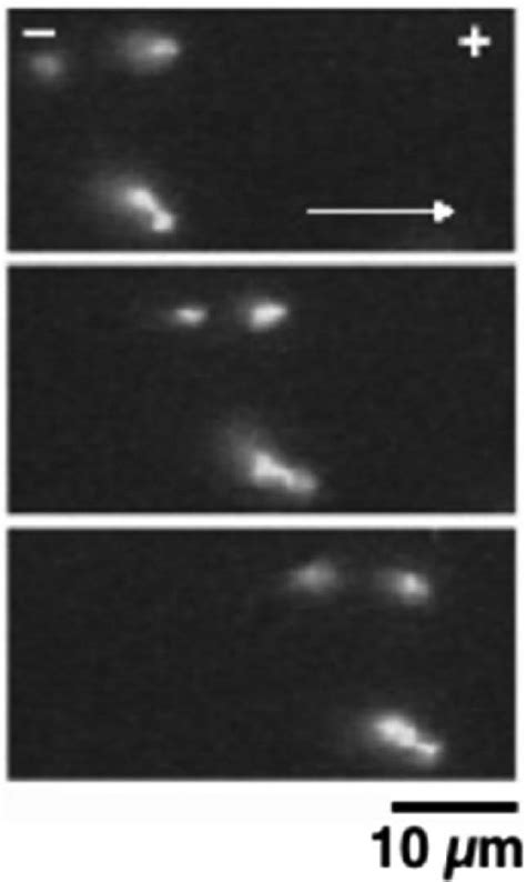 Imaging Of A Single Dna Molecule In A Nanoball Solution Download