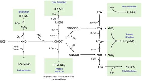 Nitric Oxide Reactions And Protein Post Translational Modifications