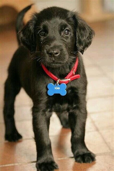 37 best Black lab mixes images on Pinterest | Black lab mix, Black labrador and Black labs