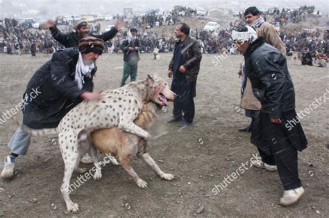 Dogs Left In Afghanistan