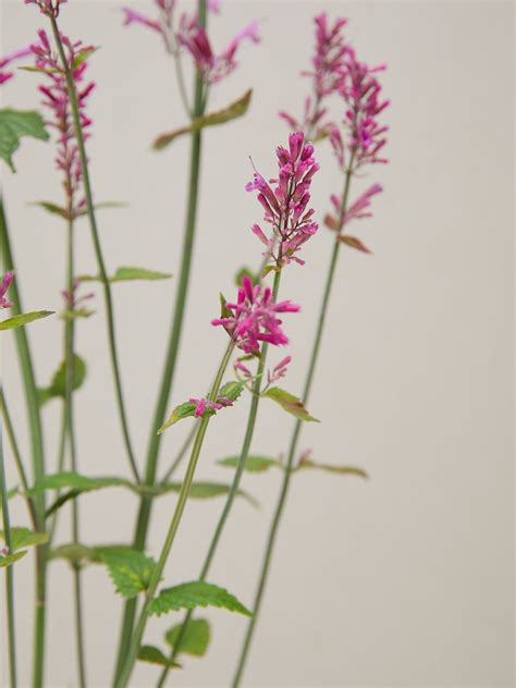 Agastache Heather Queen