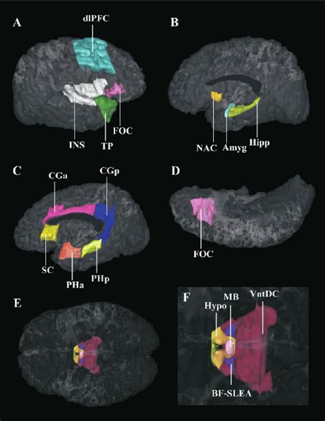 Three Dimensional Representation Of The Cortical And Subcortical