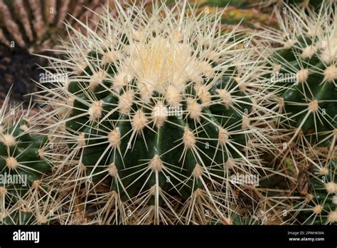 Golden Barrel Cactus Echinocactus Grusonii Stock Photo Alamy