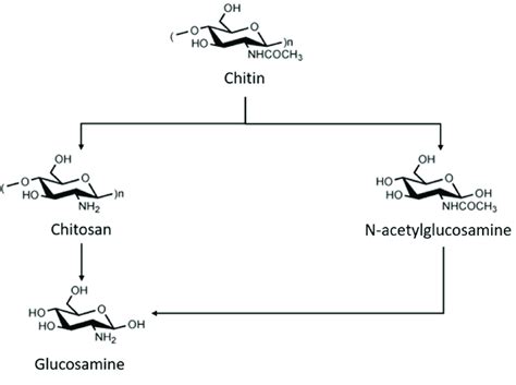 Chemical Structures Of Chitin Chitosan The N Deacetylated Form Of