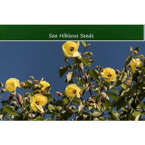 Tropical SEEDS - Sea Hibiscus Flower- 20 Seeds -Salt Tolerant - Deck ...