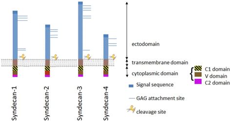 The Role Of Syndecan In Cellular Signaling And Its Effects On Heparan