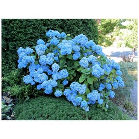 Nikko Blue Hydrangea 1 Gallon Nikko Blue Hydrangea Blue Hydrangea