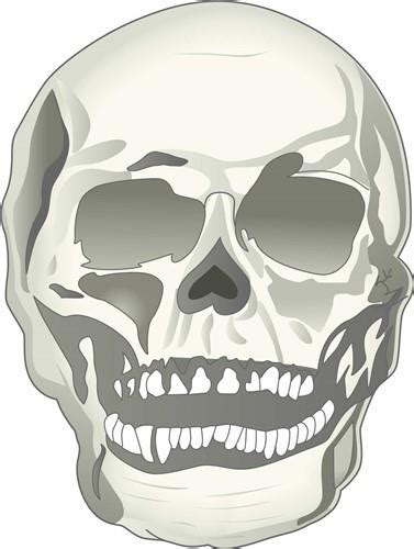 Realistic Skull Designs