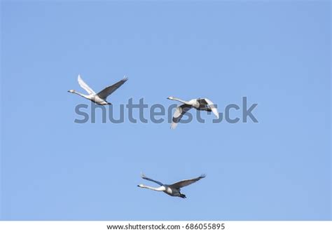 Group Whooper Swan Migration Clear Blue Stock Photo 686055895 ...