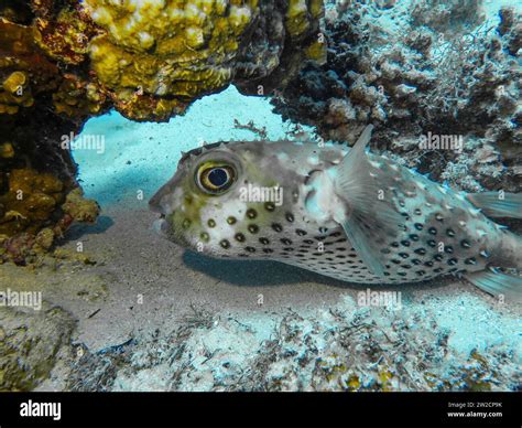 Gelbflecken Igelfisch Cyclichthys Spilostylus Unterwasser Foto