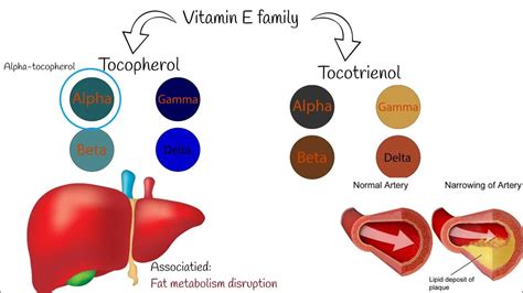 Vitamin E Deficiency Signs And Symptoms Causes And Treatment Youtube