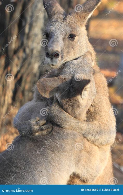 Eastern grey kangaroos stock image. Image of giganteus - 62665659