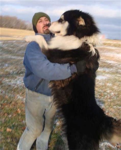 Alaskan Malamute Size Comparison To Human - Pets Lovers