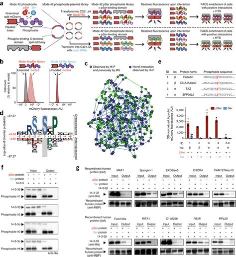 Identification Of PSer Dependent Protein Interactions With 14 3 3