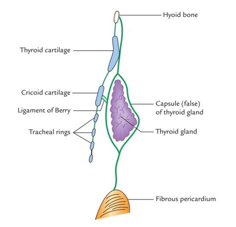 Easy Notes On 【Deep Cervical Fascia – Fascia Colli】