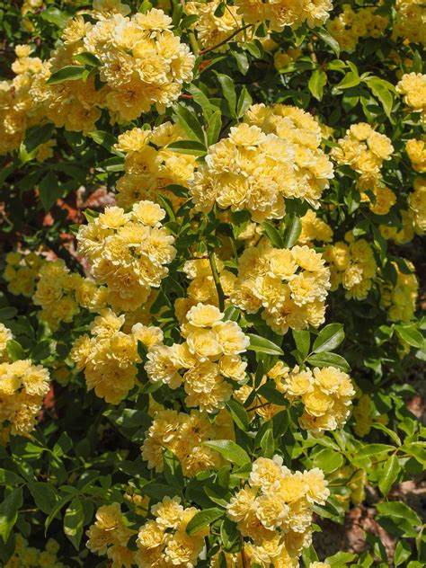 Royal Wootton Bassett... - Royal Wootton Bassett Flower Club