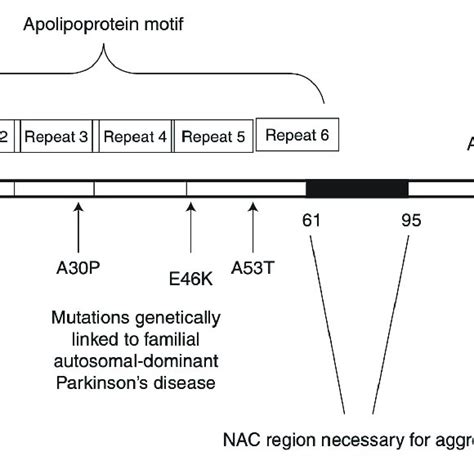 Schematic Structure Of α Synuclein Reprinted From Stefanis 2012