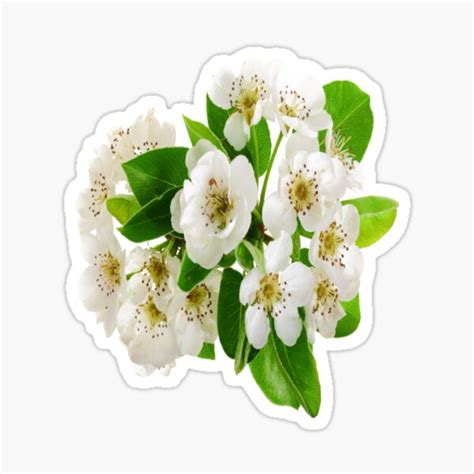 White Hawthorn Flower With Leaves Sticker For Sale By Sidouseller