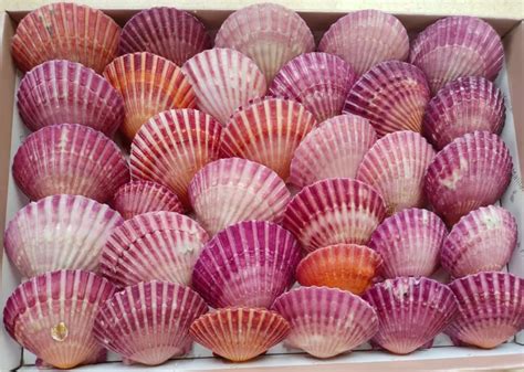 Exploring The Different 6 Types Of Scallop Shells Haidongseafood Premium Frozen Seafood