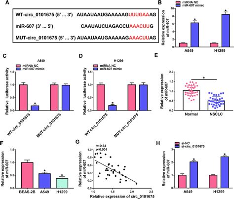 Mir Directly Bound Circ In Nsclc A The Complementary