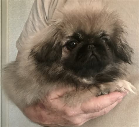 Puppies Happy Tail Pekingese