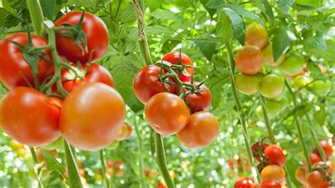 Farming With Tomatoes In South Africa Farming South Africa