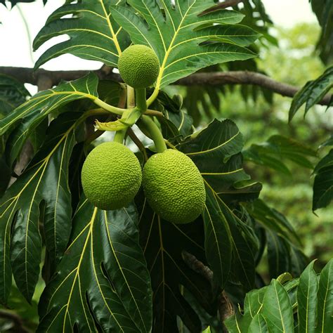 Breadfruit Trees for Sale | BrighterBlooms.com