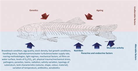 Skeletal Anomalies In Reared European Fish Larvae And Juveniles Part 1