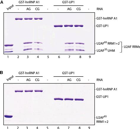 HnRNP A1 Proofreads 3 Splice Site Recognition By U2AF Molecular Cell