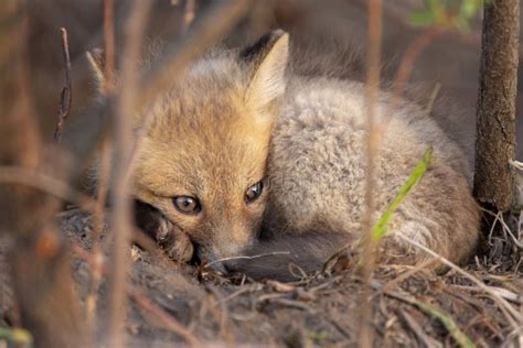 Fox Kits Canada Stock Photo Image Of Cute Vulpes Nature 22435336