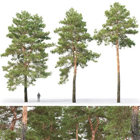 Pine Trees 3d Model Turbosquid 1699682