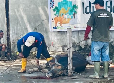 Idul Adha H Pt Air Minum Jayapura Kurban Ekor Sapi Untuk Warga