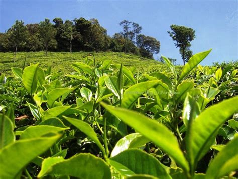 Travel Bangladesh: tea garden of sylhet