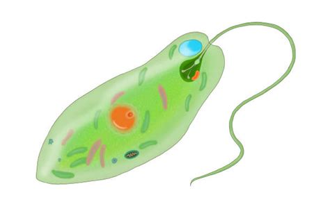 80 Euglena Images Stock Illustrations Royalty Free Vector Graphics And Clip Art Istock