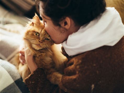 Почему люди любят кошек? - ПЛАНЕТА МИР