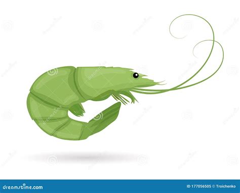 Green Shrimp Raw Tiger Prawn Shrimp Isolated On White Background