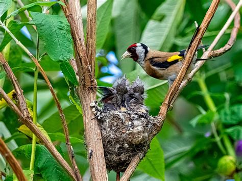 European Goldfinch Nesting Behaviour Location Eggs  Birdfact