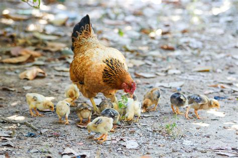 Organic Chicken Farming:A Beginners Guide