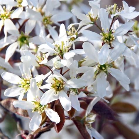 The delightful Serviceberry tree, Amelanchier canadensis, thrives best ...