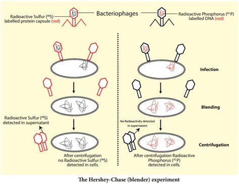 In Search Of The Genetic Material